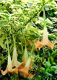 Brugmansia x candida 'Snowbank'